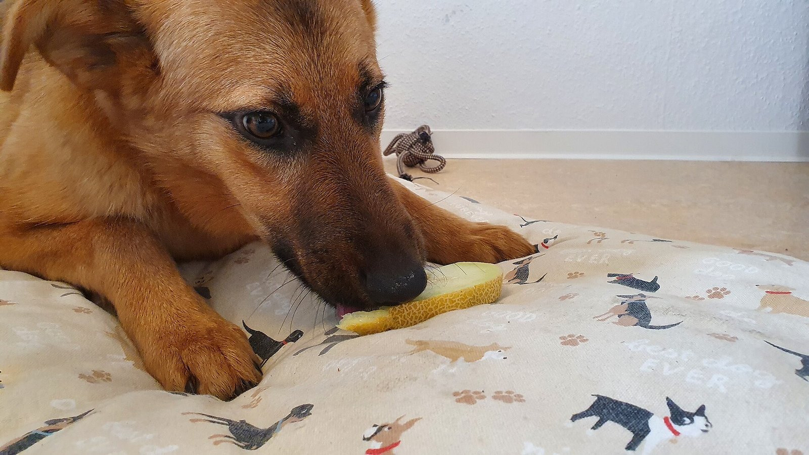 Small senior dog beside its food bowl