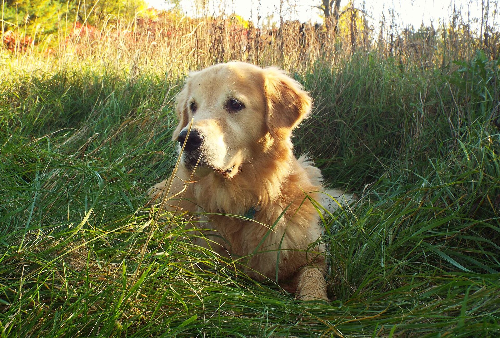 Dry dog food with supplement topping in a bowl